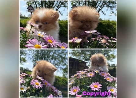 Pomeranian Zwergspitz Welpen