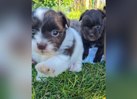 Bezaubernde Welpen aus Bolonka Zwetna und Pomeranian (Zwergspitz)