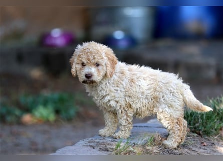 Lagotto Romagnolo