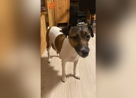 Rüde Braun Weiß Parson Russell Terrier Welpen Bild und Video neu