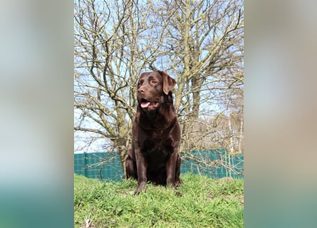 Unsere bildhübschen, vitalen Labradorwelpen sind gelandet!