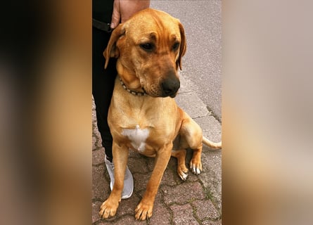 Wunderschöne reinrassige Broholmer Hündin „Meggy von der Lausitzer Heide“