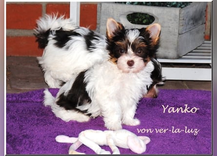 zwei kleine Biro Yorkshire Terrier Welpen