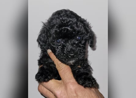 ZWERGPUDEL / TOY 2 männlich braun tan 1 schwarzes Mädchen 1 black tan Mädchen