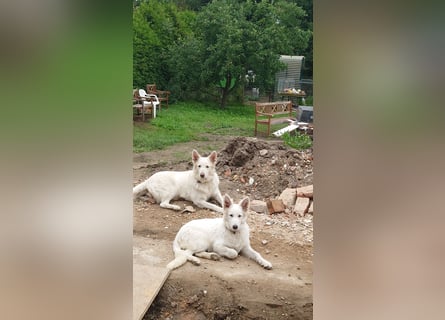 Welpen Weiße Schweizer Schäferhunde
