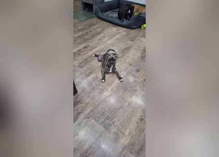 Old Englische Bulldogge Welpe