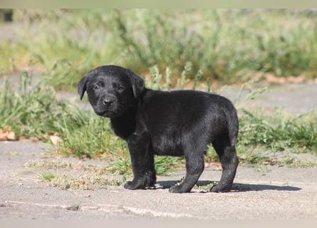 Labrador Welpen