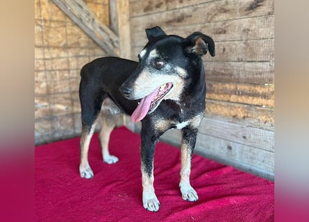 JANOSCH - traurige Geschichte - 13 Jahre, 45cm/15kg - Mischling
