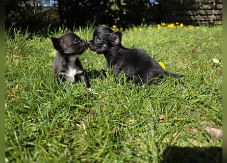 Chihuahua Welpen mit Ahnentafel