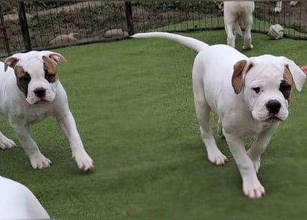 American Bulldog Welpen