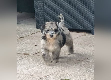 Australiandoodle - Traumwelpen aus langjähriger Familienaufzucht. KEINE Arbeitslinie.