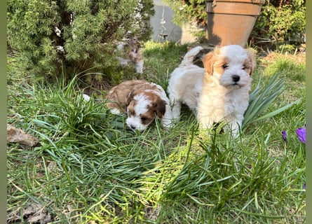 Hurra unserer Babys sind da! Havaneser Welpen suchen ein Zuhause