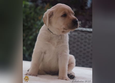Labrador Welpen in hell gelb - die Buben