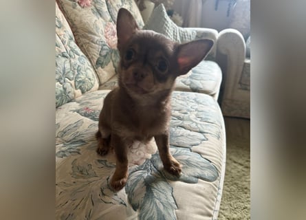 Chihuahua Welpen
