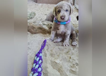 Labrador Aussiedor Welpen,Abgabebereit, aus liebevoller Zucht