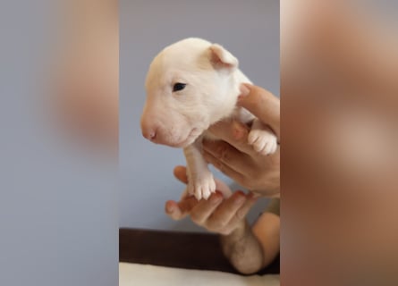 Miniatur Bullterrrier Welpe Rüde