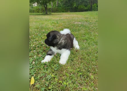 Amerikanische Akita