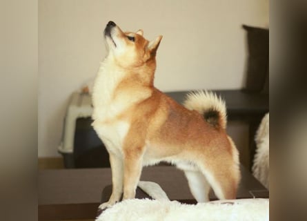 Schöne rote Shiba inu Welpen MEI, MIKA, MASARU mit FCI dokumenten
