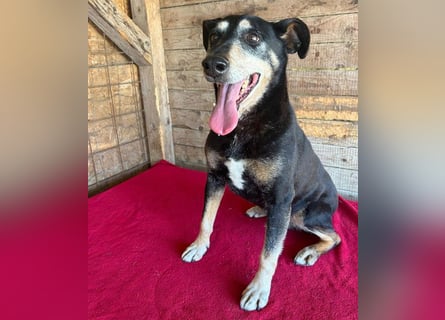 JANOSCH - traurige Geschichte - 13 Jahre, 45cm/15kg - Mischling