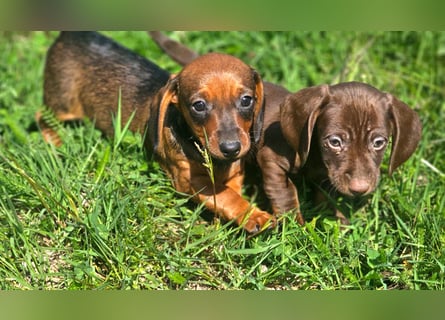 Wunderschöne Dackel Welpen
