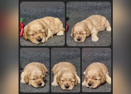 Cockapoo ! Bezaubernde Welpen aus langjähriger, bewährter u. überprüfter Haus/Familienaufzucht.