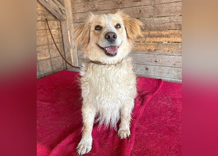 ❤️ unser Sonnenschein PANNI - 3,5 Jahre, 40cm/12kg - kleine Mischlingshündin