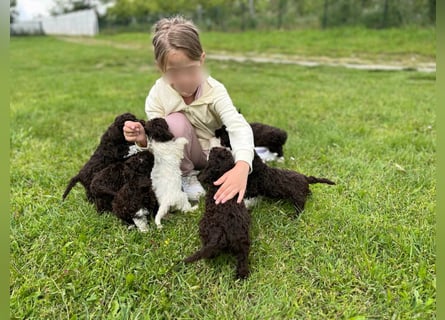 Lagotto Romagnolo, Welpen von ausgezeichneter Qualität
