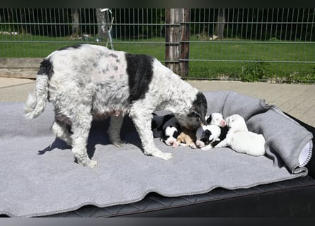traumhaft hübscher Tibet Terrier Welpen aus erfahrender Zucht  sind geboren dürfen im Juni ausziehen