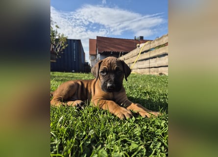 Ridgeback Welpen