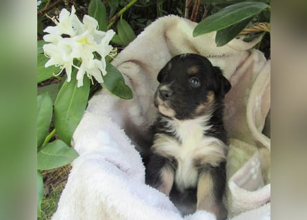 Mini Aussie Welpen Miniatur Australian Shepherd Welpen Welpe