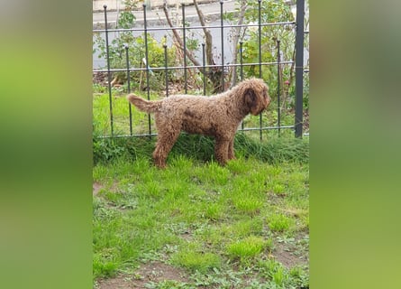 Lagotto Romagnolo welpen