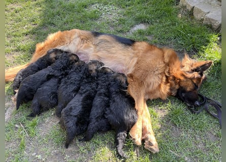 Deutsche Schäferhunde Langstockhaar