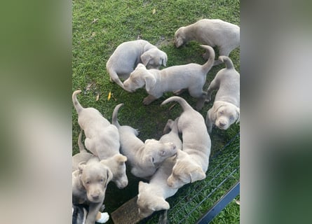 Labrador Welpen in der Farbe Silber mit Ahnentafel!