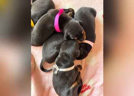 Dobermann Welpen Bohemia Gotika
