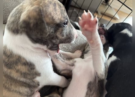 Whippet-Welpen – B-Wurf (VDH/WCD) – Liebevoll & Familiär aufgezogen