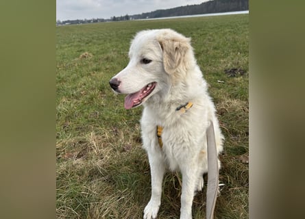 Alain: unkomplizierter Familienhund