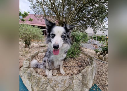 Traumhund: ruhiger & verschmuster Border Collie