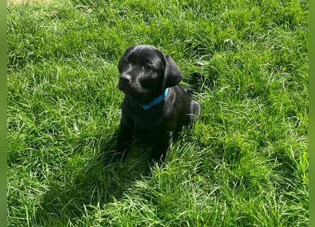 2 Labrador Retriever Weibchen Welpen mit Ahnenpass, Eltern HD, ED, PL, OCD, Augen und Genetisch frei