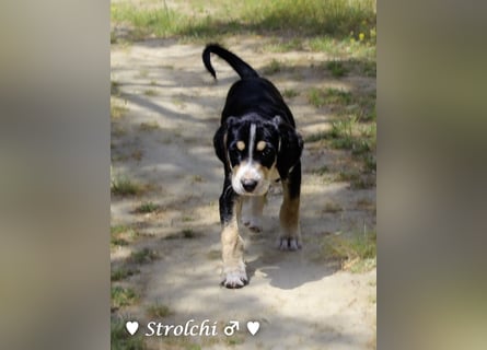 Sieben Zwerge suchen ein Zuhause