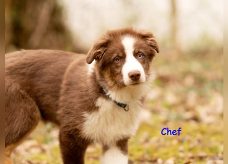 Australian Shepherd Welpen Rüden, ASCA