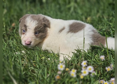 Border Collie Welpen -  Rüden und Hündin