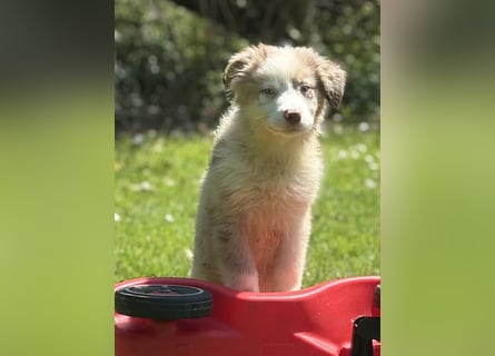 Tolle Australian Shepherd Welpen suchen Ihre Herzenfank