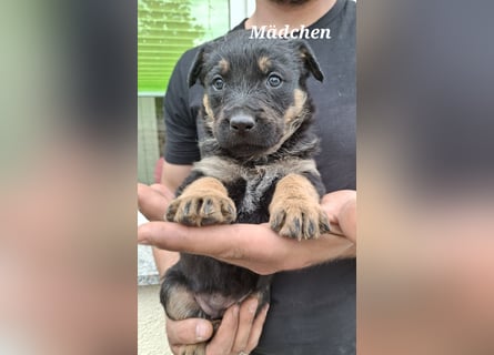 Sieben Welpen suchen ab Mitte Juni, ihr für immer Zuhause!