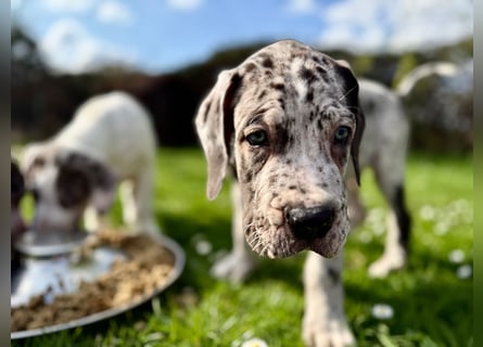 Superschöne nicht ganz reinrassige Deutsche Doggenwelpen können bald ausziehen