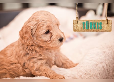 5 Wunderschöne Maltipoo-Welpen suchen ein neues, liebevolles Zuhause!