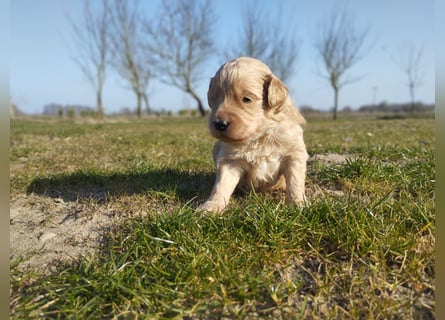 Wunderschöne Labradoodle Welpen