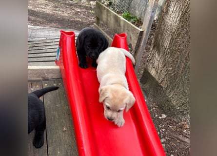 Labrador Retriever Welpen, reinrassig, Ahnenpass uvm., schwarz und gelb