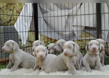 Weimaraner-Mix Welpen aus liebevoller Verpaarung – 12 kleine Wunder suchen ihr Zuhause