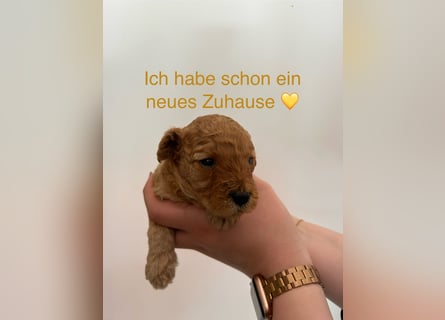 Wunderschöne reinrassige Toy- und Zwergpudelwelpen suchen ein liebevolles Zuhause