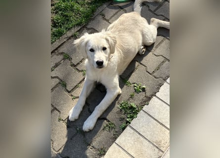 Wunderschöne Goldene Retriever Hündin - 6 Monate